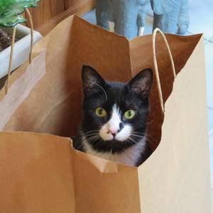 Meet your Posher, Janet